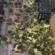 جوجه غاز محلی و دورگه در سقز