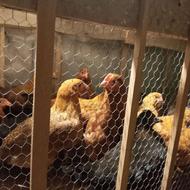 فروش نیمچه مرغ و خروس اصلاح نژادی