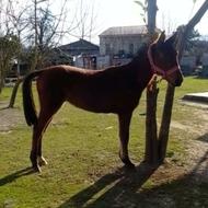 اسب فروشی دوسال