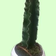 گل کاکتوس افوربیا 40 سانتی متر