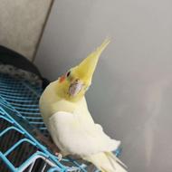 فروش عروس هلندی