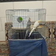 یک جفت عروس هلندی مولد کار داده