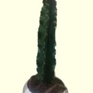 گل کاکتوس نیم متری افوربیا