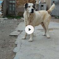 سگ الابای اصل ترکمن واگذاری