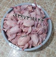 تلفات تازه مرغ