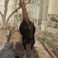 مرغ لاری جوان جوجه امسال