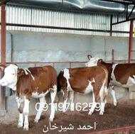 مرکز فروش گوساله سمینتال و هلشتاین