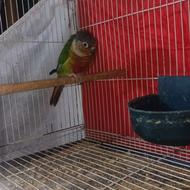 گرینچیک یلوساید ماده