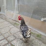 مرغ و زخوس کوشین و سبرایت