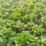 فروش برگ کاهو