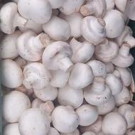 فروش قارچ به صورت کلی و جزئی