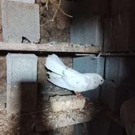 یک جفت کبوتر زینتی دم چتری