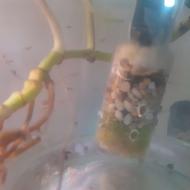 بچه ماهی گوپی نژاد گاوی