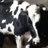 یک‌ رآس‌ تلیسه‌ هلیشتاین‌ شکم‌اول‌درحال‌حاضر ‌