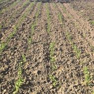 واس بیجن نخود