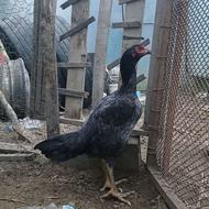 مرغ لاری طوس