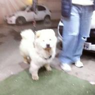 سگ چاو چاو آروم و سالم