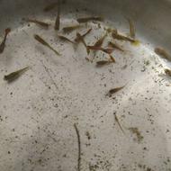 ماهی گوپی جفتی توضیحات بخون