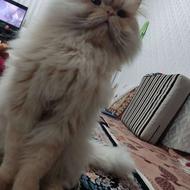 گربه نر پرشین برای جفت گیری با ماده های شما