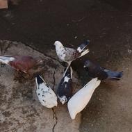 کبوتر پرشی معاوضه با طوطی و پرنده ها