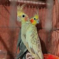 عروس هلندی مولد معاوضه با کبوتر پرشی ده تا