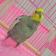 فوری یک جفت عروس هلندی سابقه دار