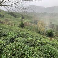 2000متر باغ چای در بالا هلوسرا