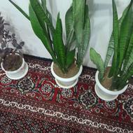 خیلی زیبا هستند