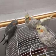 عروس هلندی.