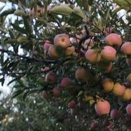 فروش باغ سیب قرمز وزرد