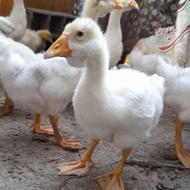 جوجه قوغاز میکس لیندا 5روزه