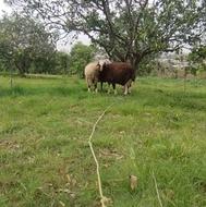 دو عدد بره نر تاب