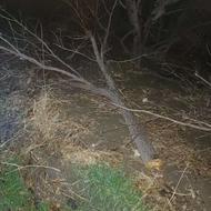 فروش ضایعات چوب باغی