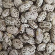 فروش عمده لوبیا چیتی کردستان