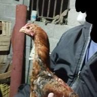 خروس لاری نصل دار