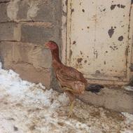 مرغ لاری 5 ماهه