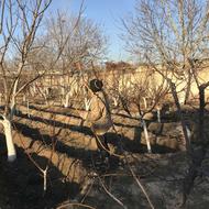 هرس کار مسلط نیازمندیم