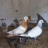 فروش کبوتر .