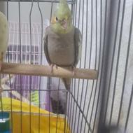 پرنده زینتی