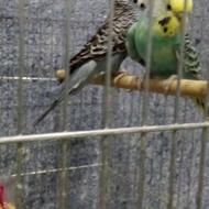 جفت مولد مرغ عشق