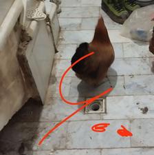 مرغ تخم گذار