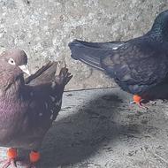 کفتر همه رنگی