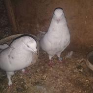 چند عدد کبوتر