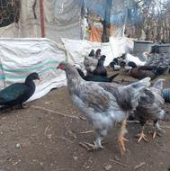 نیمچه برهما طوسی