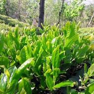 فروش انواع چای چای شمال