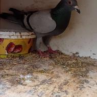 کبوتر آلمانی،مسافتی