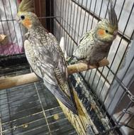 فروش جوجه عروس هلندی