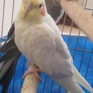 یک جفت عروس هلندی نر و ماده باهوش دستی و بالغ