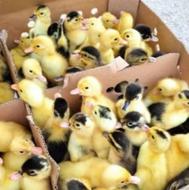 فروش جوجه اردک مگ مگی