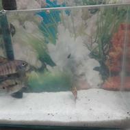 ماهی با آکواریوم وبخاری فروش فوری